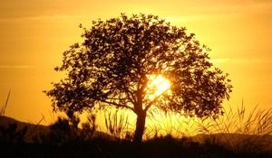 tree-at-sunset-with-the-sun-shone-in-the-autumn_1024x600