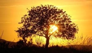 tree-at-sunset-with-the-sun-shone-in-the-autumn_1024x600