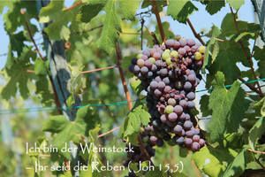 Weinstockbild roh